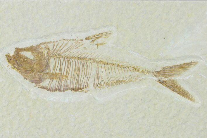 Fossil Fish (Diplomystus) - Green River Formation #137975